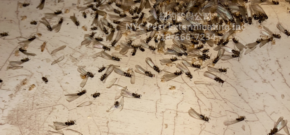 白蚁，有翅膀的白蚁繁殖蚁